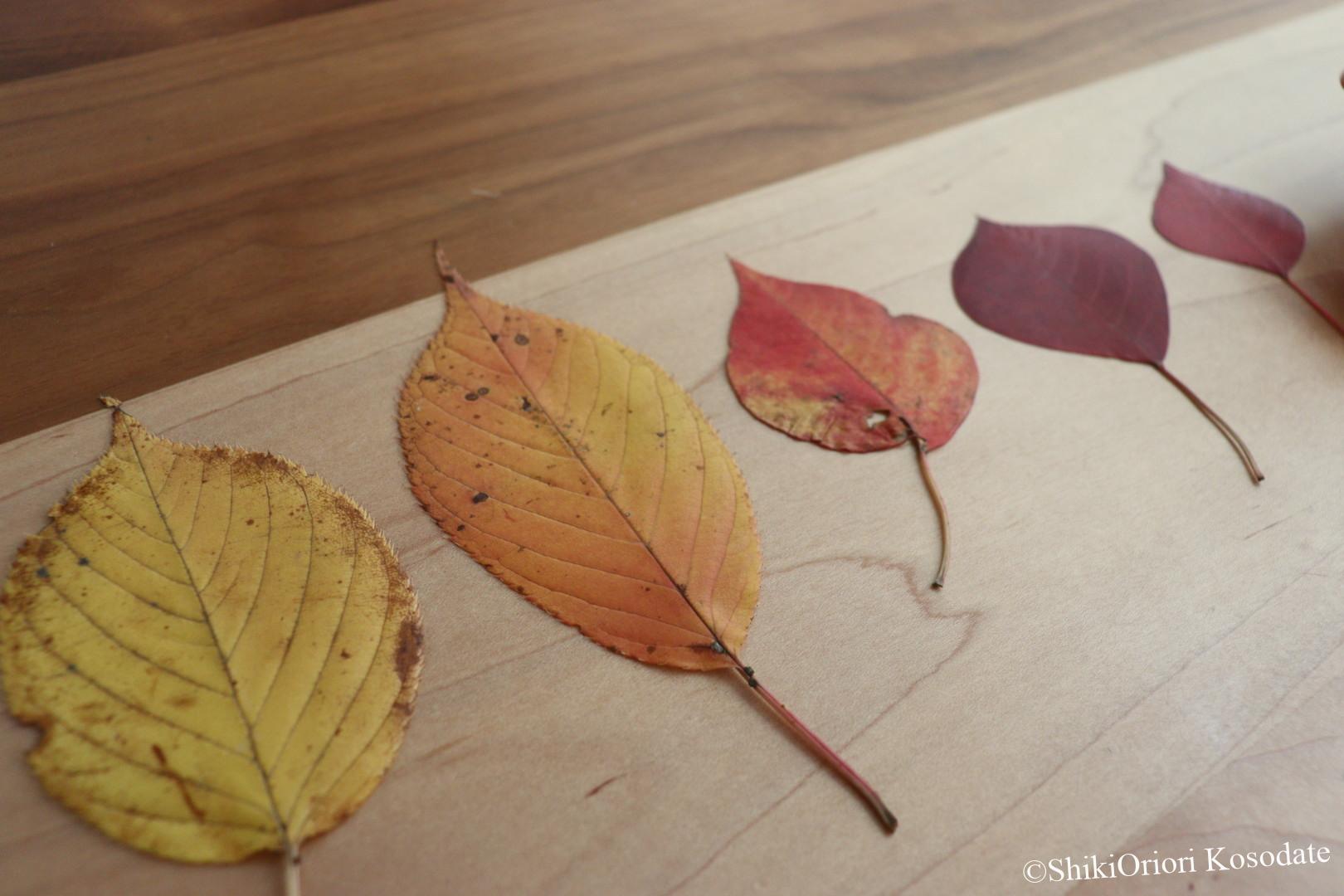 落ち葉をきれいな色に保つ方法をご紹介！ - sow leaf